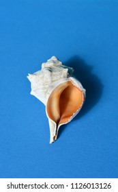 Empty Sea Snail Shell On A Blue Paper Background (Latin Name - Hexaplex Trunculus)