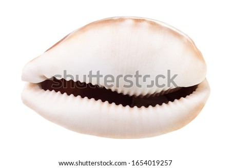 empty shell of cowrie isolated on white background