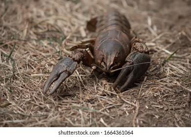 Empty Shell Of Crayfish On The Ground