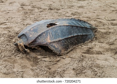 Empty Shell Of A Dead Leatherback Sea Turtle (Dermochelys Coriacea) At A Beach In Tortuguero National Park, Costa Rica