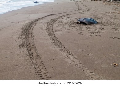 Empty Shell Of A Dead Leatherback Sea Turtle (Dermochelys Coriacea) At A Beach In Tortuguero National Park, Costa Rica