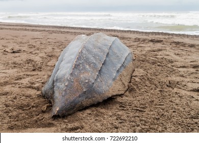 Empty Shell Of A Dead Leatherback Sea Turtle (Dermochelys Coriacea) At A Beach In Tortuguero National Park, Costa Rica