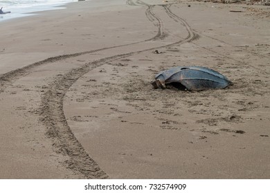 Empty Shell Of A Dead Leatherback Sea Turtle (Dermochelys Coriacea) At A Beach In Tortuguero National Park, Costa Rica