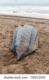 Empty Shell Of A Dead Leatherback Sea Turtle (Dermochelys Coriacea) At A Beach In Tortuguero National Park, Costa Rica