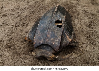 Empty Shell Of A Dead Leatherback Sea Turtle (Dermochelys Coriacea) At A Beach In Tortuguero National Park, Costa Rica