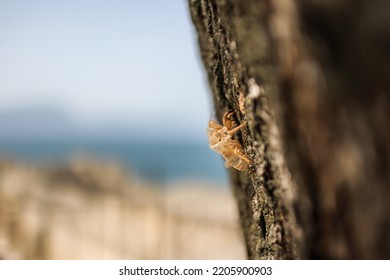 Empty Shell Of Insect In Italy. Exoskeleton Of Cicada On Tree In Europe During Summer.