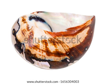 empty shell of nautilus mollusc isolated on white background