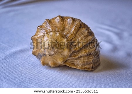 Empty shell from rapana venosa isolated on white background.