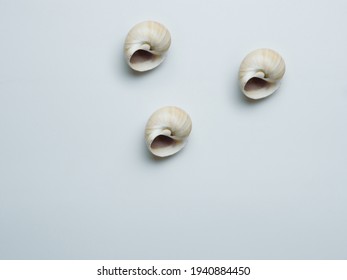 Empty Sink Of Sea Mollusc On White Background. Carbonate Shell.