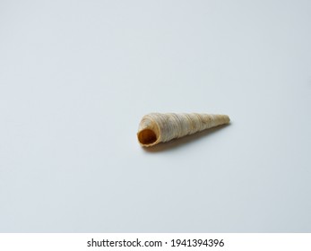 Empty Sink Of Sea Mollusc On White Background. Carbonate Shell.