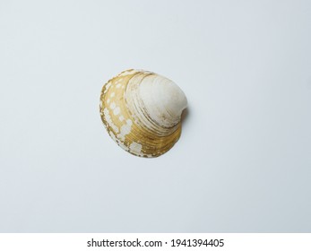 Empty Sink Of Sea Mollusc On White Background. Carbonate Shell.