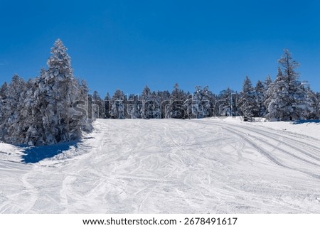Empty ski slope with tracks in deep snow running through a forest on a sunny day.