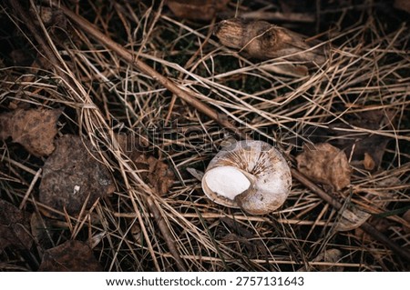 Empty snail shell lying on dry autumn grass and fallen leaves