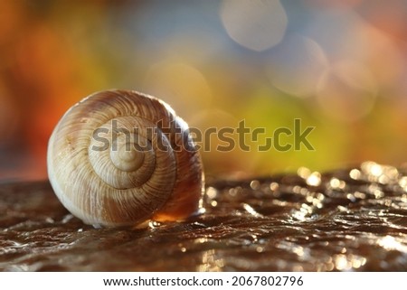 an empty snail shell on a colorful background