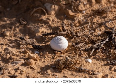 Empty snail shell on the sand in the Negev desert in southern Israel

