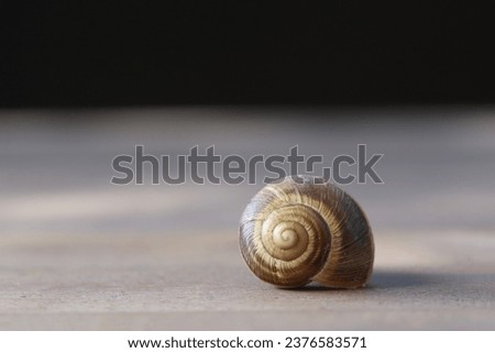 An empty snail shell on wood