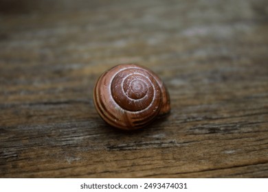 An empty snail shell sitting on a wooden board.