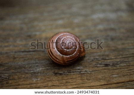 An empty snail shell sitting on a wooden board.