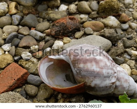 empty snail shells among the rocks, snail house 