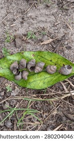 Empty Snail Shells Arranged on Green Leaf