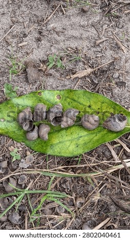 Empty Snail Shells Arranged on Green Leaf