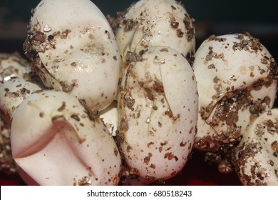 snake egg images stock photos vectors shutterstock https www shutterstock com image photo empty snake eggs 680518243