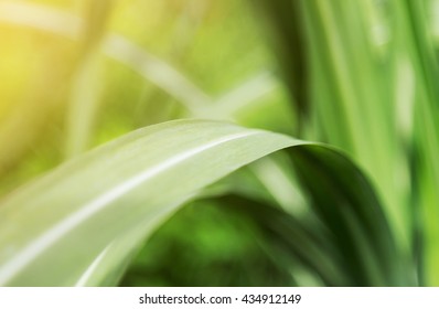 Empty Space With Selective Focus On Sugar Cane Leaf  