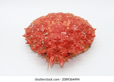 Spider-shell Images, Stock Photos & Vectors | Shutterstock