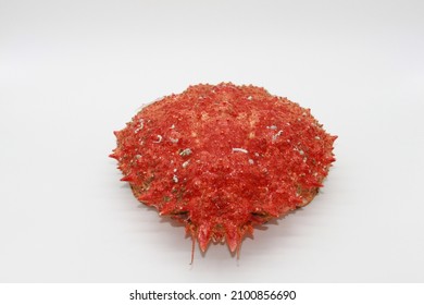 Spider-shell Images, Stock Photos & Vectors | Shutterstock
