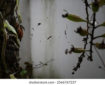 empty spiderweb between some twigs 