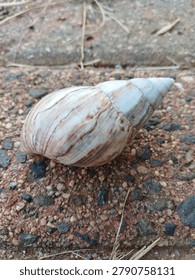 Empty spiral snail shell with light brown stripes on rough stone surface. Nature concept

