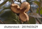 Empty split seed pod of japanese camellia on a tree branch in the park, Camellia japonica