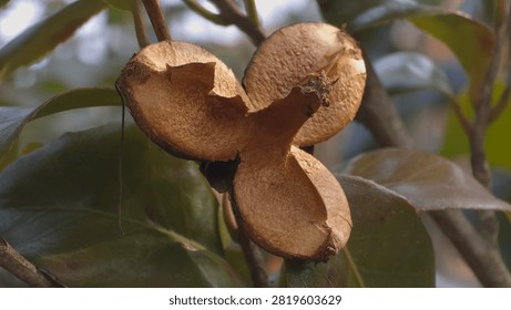 Empty split seed pod of japanese camellia on a tree branch in the park, Camellia japonica