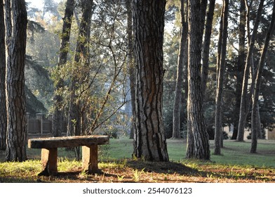 An empty stone bench in a tranquil wooded area with sunlight filtering through tall trees, creating a peaceful and serene atmosphere. - Powered by Shutterstock