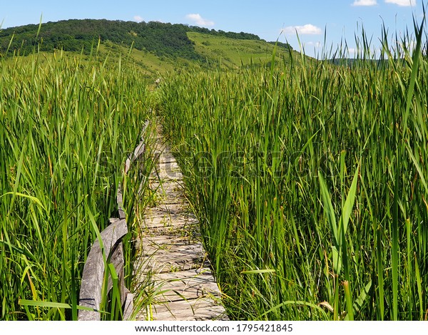 Empty\
straight line of wooden pathway in reed field at Stufarisurile de\
la Sic natural reserve, Romania. No people on path made of wood,\
through dense reed field, in protected natural\
area
