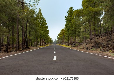 empty straight road through forest landscape 