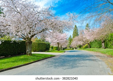 Cherry Blossom dating online e romanticismo