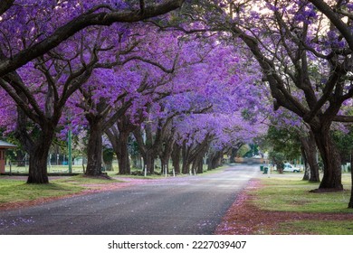 Empty street covered by blooming purple jacaranda trees. - Powered by Shutterstock