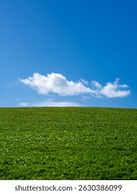 Empty summer spring field. Grass meadow. Lawn grass background. Summer green environment. Green grassy land. Summer countryside. Green backdrop. Grass pattern. Summer meadow.