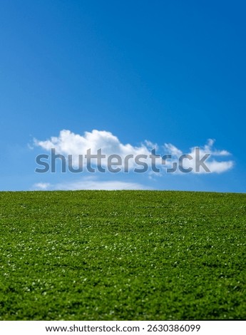Empty summer spring field. Grass meadow. Lawn grass background. Summer green environment. Green grassy land. Summer countryside. Green backdrop. Grass pattern. Summer meadow.