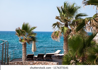 Empty Terrace With Sunbeds Among Palm Tress In The Wind With An Ocean View.