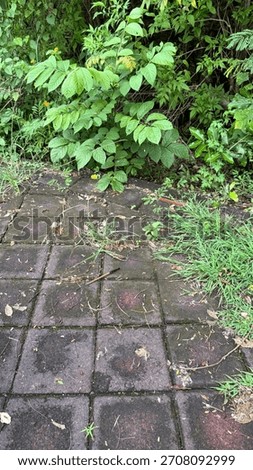 Empty Tiled Patio Path with Lush Green Bushes and Weeds