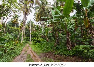 Empty Trail Goes Through Rainforest. Samana, Dominican Republic. Tropical Landscape, Background Photo