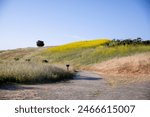 Empty trail at Rancho San Antonio County Park and Open Space Preserve, Rural nature preserve with 25 miles of hiking trails, plus a working farm and a model plane launch in Cupertino, California