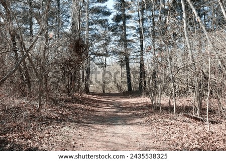 The empty trail in the tall pine trees on a sunny day.