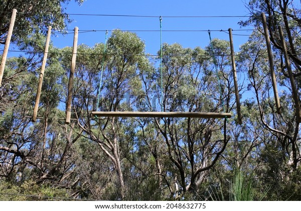 An empty\
tree climbing ropes course obstacles connected to high eucalyptus\
trees canopy.No people. Copy\
space