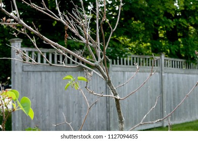 Empty Tree in June