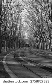 Empty Tree Lined Path. Striking Sight Frame