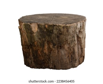 Empty tree trunk to display products. Isolated on white background.