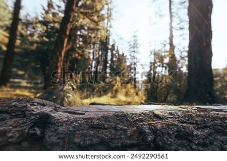 empty tree trunk surface in the forest